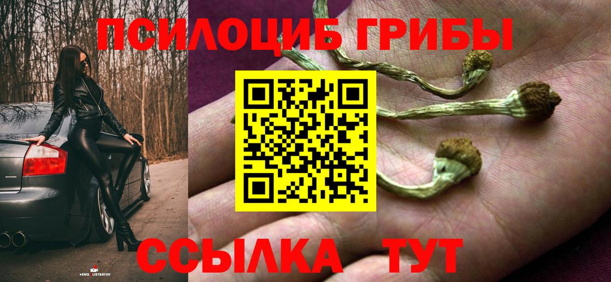 Северск  Псилоцибиновые грибы Cubensis  Вход с VPN 